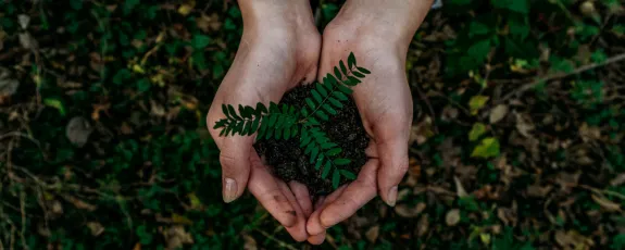Two hands holding a plant and soil